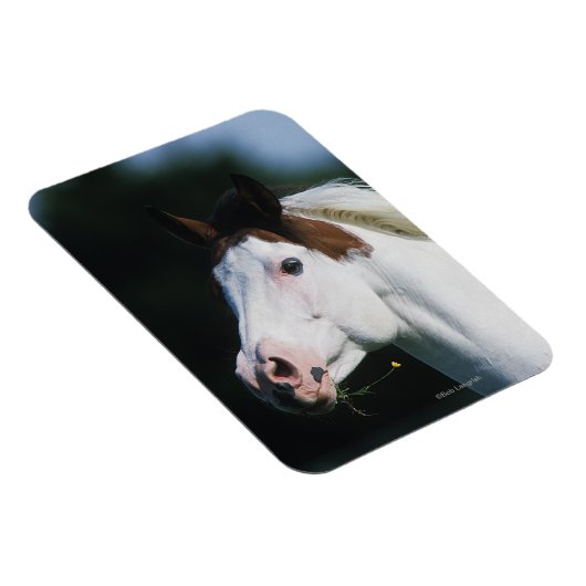 Paint Horse Headshot 3 Magneet (Rechterzijde)