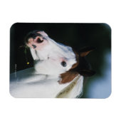 Paint Horse Headshot 3 Magneet (Horizontaal)