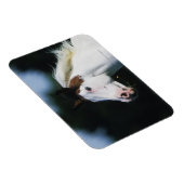 Paint Horse Headshot 3 Magneet (Rechterzijde)