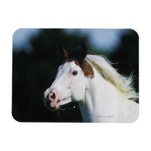 Paint Horse Headshot 3 Magneet