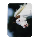 Paint Horse Headshot 3 Magneet (Verticaal)