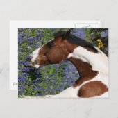 Paint Horse in Field Briefkaart (Voorkant / Achterkant)