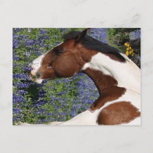 Paint Horse in Field Briefkaart