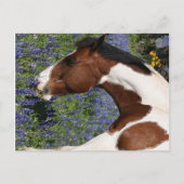 Paint Horse in Field Briefkaart (Voorkant)