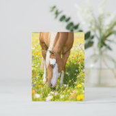 Paint horse in the wildflower meadow briefkaart (Staand voorkant)
