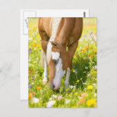 Paint horse in the wildflower meadow briefkaart (Voorkant / Achterkant)
