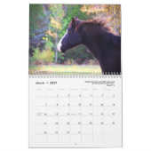 Paint Horse Kalender 2025 Dierenfotografie (Mar 2027)