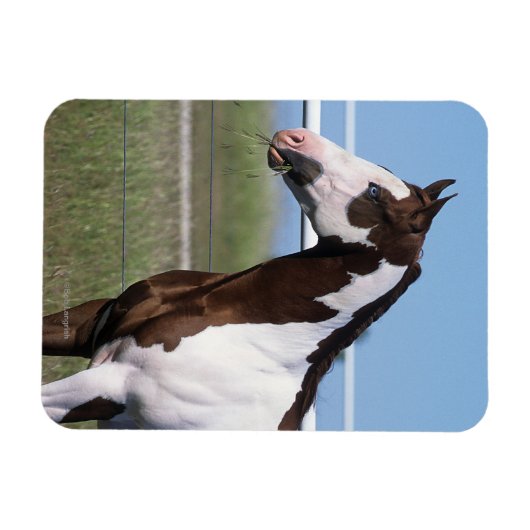 Paint Horse Magneet (Horizontaal)