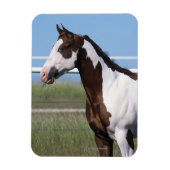 Paint Horse Magneet (Verticaal)