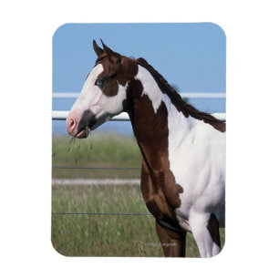 Paint Horse Magneet
