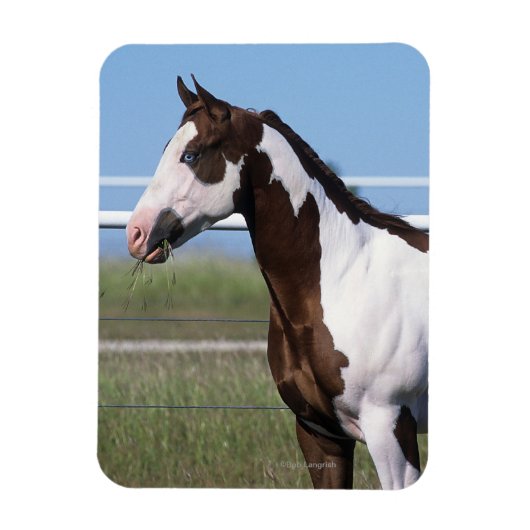 Paint Horse Magneet (Verticaal)