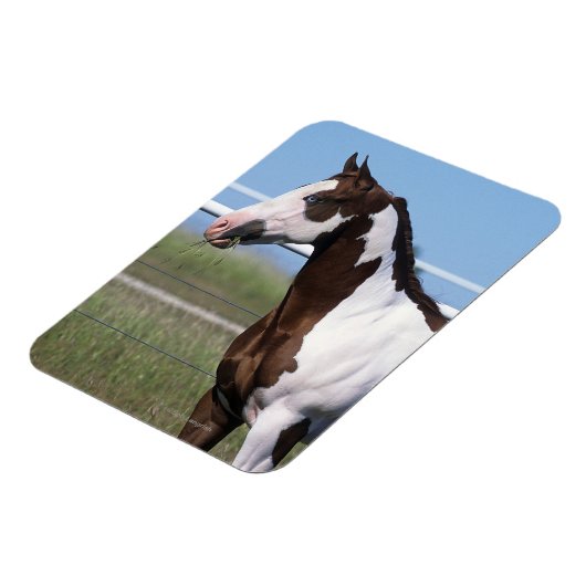 Paint Horse Magneet (Linkerzijde)
