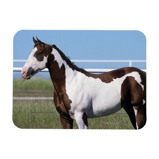 Paint Horse Magneet (Horizontaal)