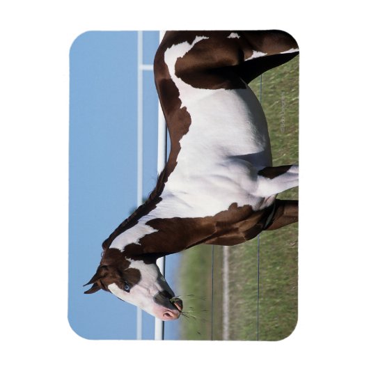 Paint Horse Magneet (Verticaal)