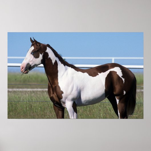Paint Horse Poster (Voorkant)