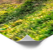 Paint Horse Rolling in Dust Funny Equine Photo Poster (Hoek)