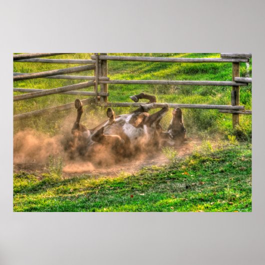 Paint Horse Rolling in Dust Funny Equine Photo Poster (Voorkant)
