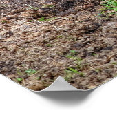 Paint Horse Rolling in Mud Funny Equine Photo Poster (Hoek)