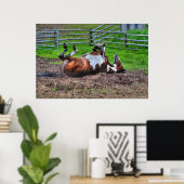 Paint Horse Rolling in Mud Funny Equine Photo Poster (Thuiskantoor)