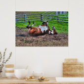 Paint Horse Rolling in Mud Funny Equine Photo Poster (Keuken)