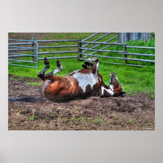 Paint Horse Rolling in Mud Funny Equine Photo Poster (Voorkant)