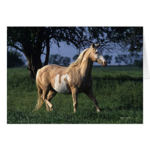 Paint Horse Standing 2
