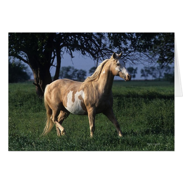 Paint Horse Standing 2 (Voorkant Horizontaal)