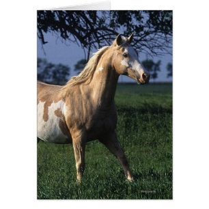 Paint Horse Standing 2