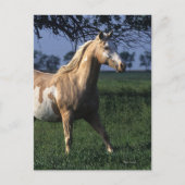 Paint Horse Standing 2 Briefkaart (Voorkant)