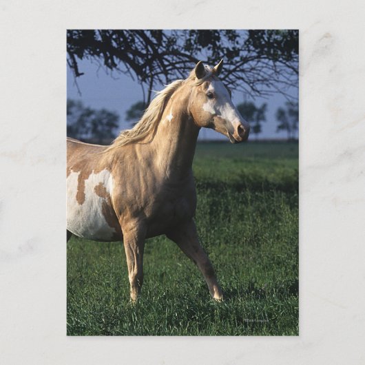 Paint Horse Standing 2 Briefkaart (Voorkant)