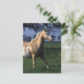 Paint Horse Standing 2 Briefkaart (Staand voorkant)
