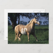 Paint Horse Standing 2 Briefkaart (Voorkant / Achterkant)