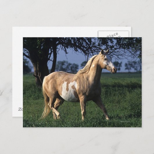 Paint Horse Standing 2 Briefkaart (Voorkant / Achterkant)