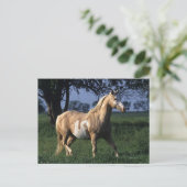 Paint Horse Standing 2 Briefkaart (Staand voorkant)