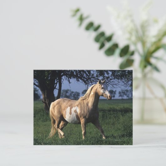 Paint Horse Standing 2 Briefkaart (Staand voorkant)