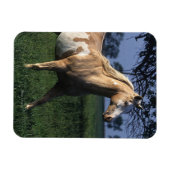 Paint Horse Standing 2 Magneet (Horizontaal)