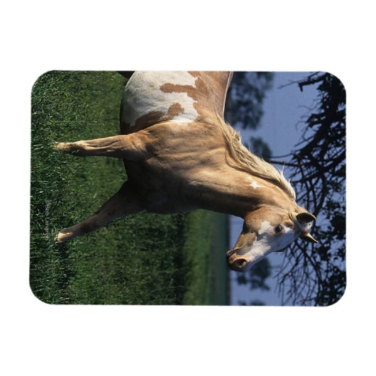 Paint Horse Standing 2 Magneet (Horizontaal)