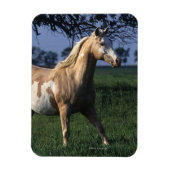 Paint Horse Standing 2 Magneet (Verticaal)