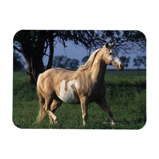Paint Horse Standing 2 Magneet (Horizontaal)