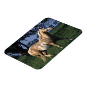 Paint Horse Standing 2 Magneet (Linkerzijde)