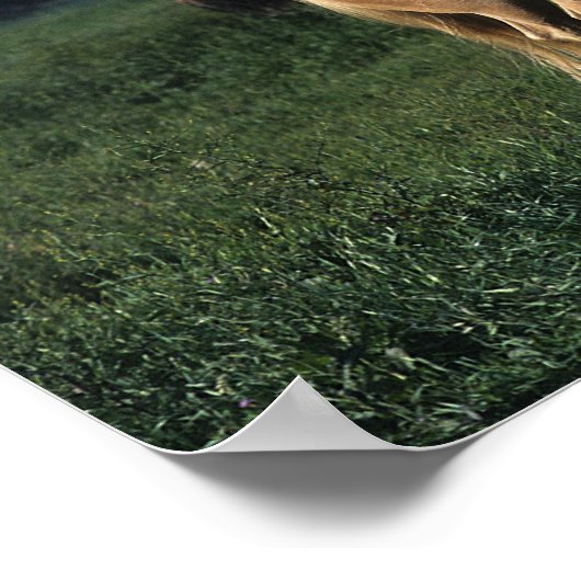 Paint Horse Standing 2 Poster (Hoek)