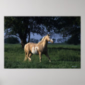 Paint Horse Standing 2 Poster (Voorkant)