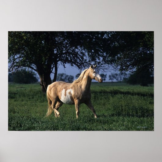 Paint Horse Standing 2 Poster (Voorkant)