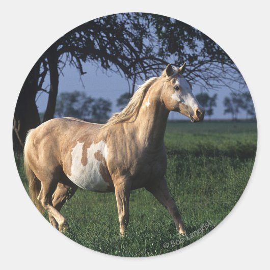 Paint Horse Standing 2 Ronde Sticker (Voorkant)