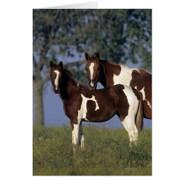 Paint Mare en Foal (Voorkant)