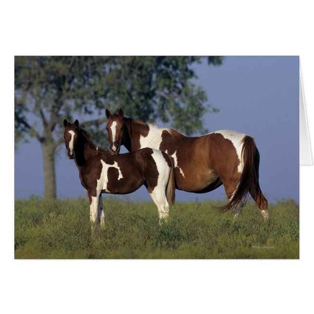 Paint Mare en Foal (Voorkant Horizontaal)
