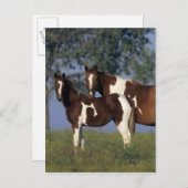 Paint Mare en Foal Briefkaart (Voorkant / Achterkant)
