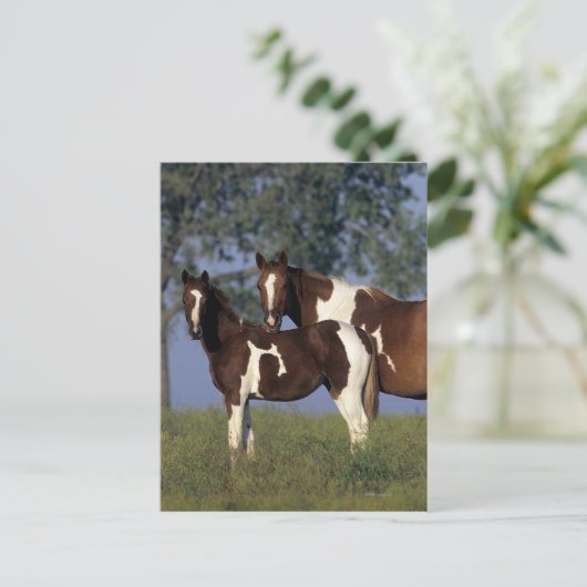 Paint Mare en Foal Briefkaart (Staand voorkant)