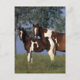 Paint Mare en Foal Briefkaart