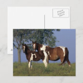 Paint Mare en Foal Briefkaart (Voorkant / Achterkant)